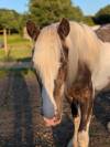 Irish cob PP Pie noir silver 