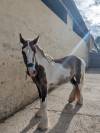 Irish cob PP Pie noir silver 