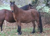 Draagmerrie Welsh Pony (Section B) Te koop 2012 Donker bruin / bai ,  URKOS DES BERTAINES