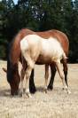 Draagmerrie Welsh Pony (Section B) Te koop 2012 Donker bruin / bai ,  URKOS DES BERTAINES