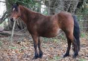 Draagmerrie Welsh Pony (Section B) Te koop 2012 Donker bruin / bai ,  URKOS DES BERTAINES