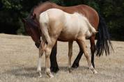 Draagmerrie Welsh Pony (Section B) Te koop 2012 Donker bruin / bai ,  URKOS DES BERTAINES