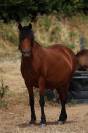 Draagmerrie Welsh Pony (Section B) Te koop 2012 Donker bruin / bai ,  URKOS DES BERTAINES