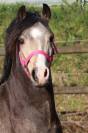 Draagmerrie Welsh Pony (Section B) Te koop 2012 Donker bruin / bai ,  URKOS DES BERTAINES
