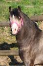 Draagmerrie Welsh Pony (Section B) Te koop 2012 Donker bruin / bai ,  URKOS DES BERTAINES