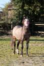 Draagmerrie Welsh Pony (Section B) Te koop 2012 Donker bruin / bai ,  URKOS DES BERTAINES