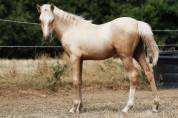 Draagmerrie Welsh Pony (Section B) Te koop 2012 Donker bruin / bai ,  URKOS DES BERTAINES