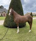 Ponette de 7 ans