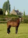 Petit cheval PFS Cat : E