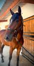 Qualypso du vieux saule SBS 4ans