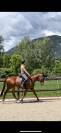 ? Mistral &ndash; Hongre AQPS &ndash; 4 ans