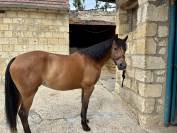 Ponette de sport PFS de 12 ans