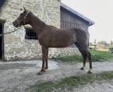 Jument pur sang 4 ans 