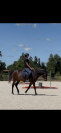 Cheval de 10 ans