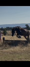 Cheval de 10 ans