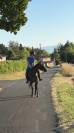 Cheval de 10 ans