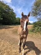 Entire Criollo For sale 2025 Grullo