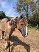 Entire Criollo For sale 2025 Grullo