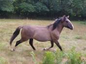 Entire Criollo For sale 2025 Grullo