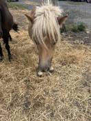 Shetland &eacute;talon 