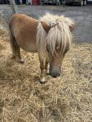 Shetland &eacute;talon 