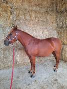 PONETTE 7 ANS  1.40