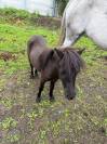 Shetland juments 