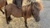 Shetland &eacute;talon 