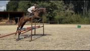 Magnifique Wesphalien de 4 ans