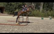 Magnifique Wesphalien de 4 ans