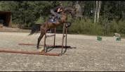 Magnifique Wesphalien de 4 ans