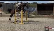 Magnifique Wesphalien de 4 ans