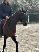 Magnifique Wesphalien de 4 ans