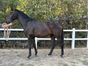Magnifique Wesphalien de 4 ans