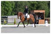 Hongre - KWPN - 4 ans - Dressage - France