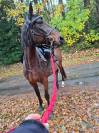 Jument trotteuse de 2009