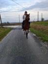Jument trotteuse de 2009
