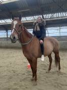 Cheval &agrave; vendre Magnifique Pur-Sang Anglais polyvalent 