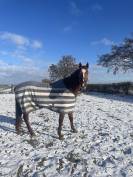 Cheval &agrave; vendre Magnifique Pur-Sang Anglais polyvalent 