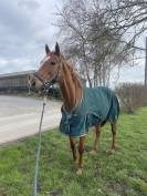 Cheval &agrave; vendre Magnifique Pur-Sang Anglais polyvalent 