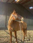 Cheval &agrave; vendre Magnifique Pur-Sang Anglais polyvalent 