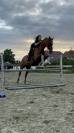 Cheval &agrave; vendre Magnifique Pur-Sang Anglais polyvalent 