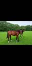 Etalon 2 ans origine dressage