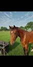 Etalon 2 ans origine dressage