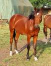 Etalon 2 ans origine dressage