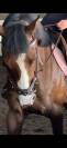 Cheval g&eacute;n&eacute;reux de 6 ans