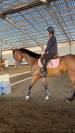 Cheval g&eacute;n&eacute;reux de 6 ans