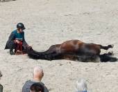 IMPOSTOR DE SALVATELLA, Pure Race Espagnole, 12 ans