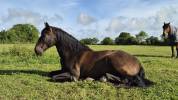 IMPOSTOR DE SALVATELLA, Pure Race Espagnole, 12 ans