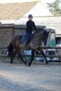 IMPOSTOR DE SALVATELLA, Pure Race Espagnole, 12 ans